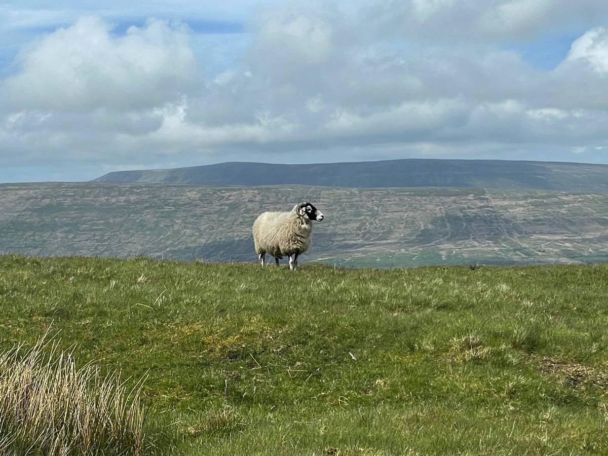 Stacks Image 97