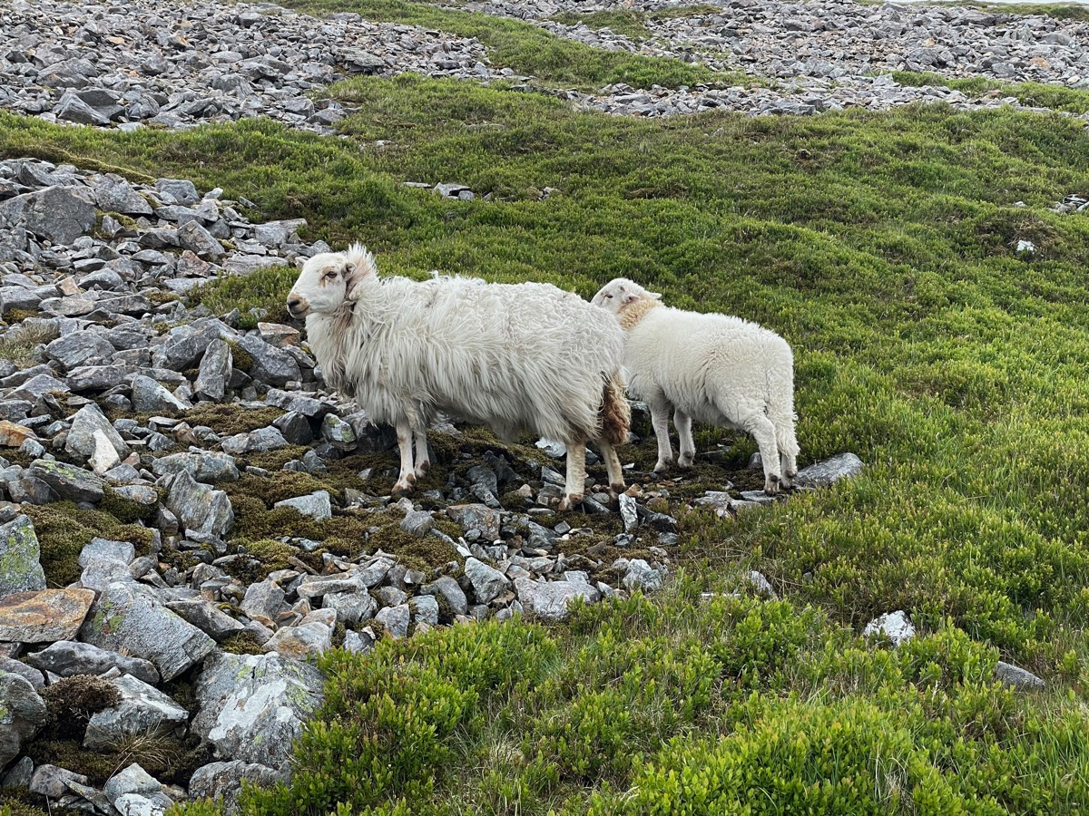 Stacks Image 93